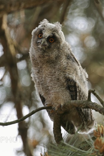 Young, just fledged owl... Long-eared owl (Asio otus) on the way to independence, young bird in the