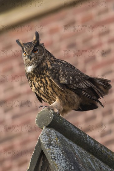 Church eagle owl... European Eagle Owl (Bubo bubo), male, Europe's largest owl sitting on the roof