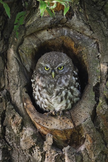 Young owl in its den... Little owl (Athene noctua), young owl perched in the entrance of its