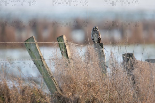 A guest on the Lower Rhine... Short-eared owl (Asio flammeus), rare, relatively large, often
