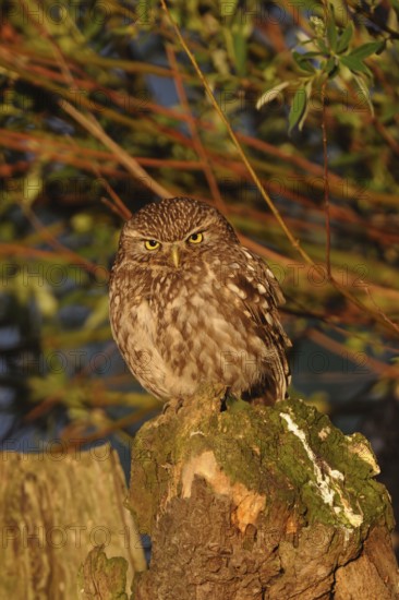 In the light of the early morning sun... Little owl (Athene noctua), small owl, owl sitting on a