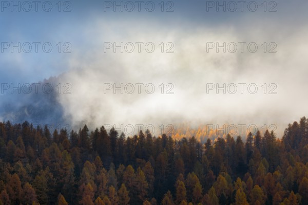 Coniferous forest with larches and spruces interspersed with fog, Engadin, Canton GraubÃ¼nden,