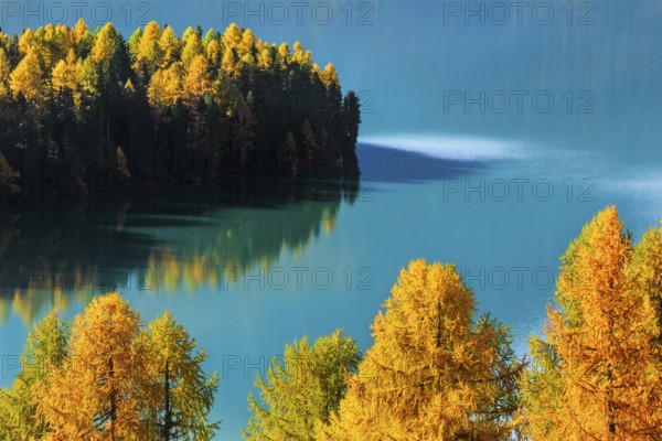 Larch forest around Lake Sils, Upper Engadine, Canton GraubÃ¼nden, Switzerland