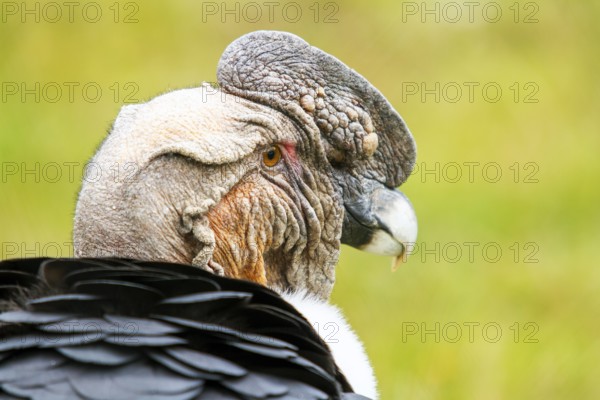 Andean condor (Vultur gryphus), Condor male perched on a rock, Portrait, Close-up, Cotopaxi