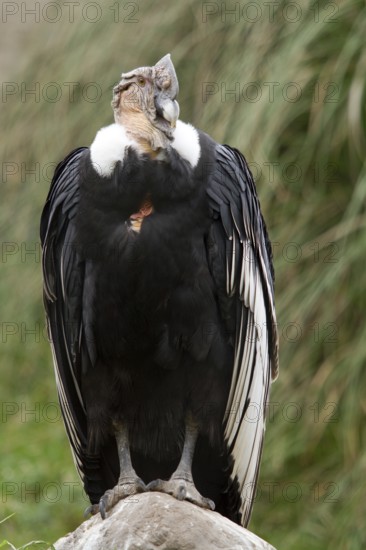 Andean condor (Vultur gryphus), Condor male perched on a rock, Cotopaxi national park, Cotopaxi,