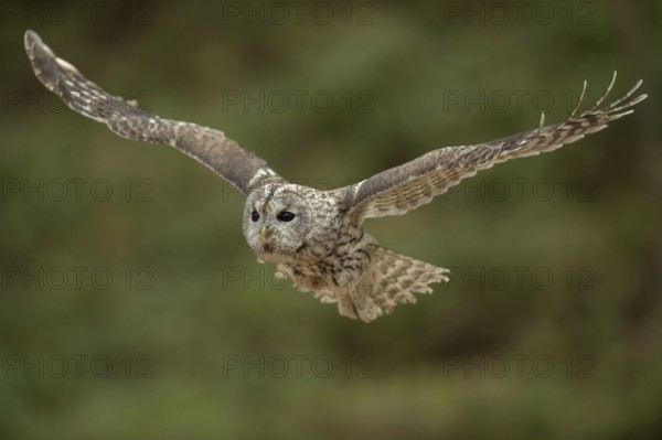 In flight... Tawny owl (Strix aluco), flying owl, hunting owl, gliding flight, side frontal