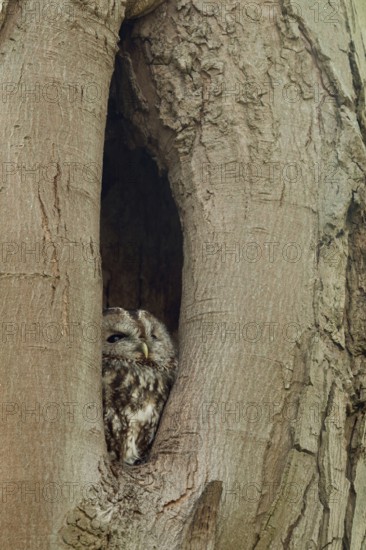In its cave... Tawny owl (Strix aluco), nocturnal owl spends the day in a natural cavity in a tree,