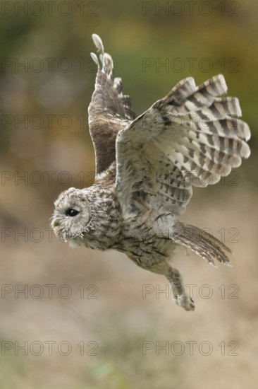 In flight... Tawny owl (Strix aluco), flying owl, the dense, velvety plumage with the comb-like