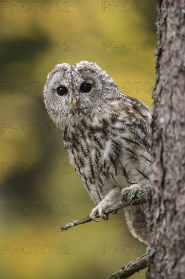 In front of colourful autumn leaves... Tawny owl (Strix aluco) sits close to the trunk in a tree,