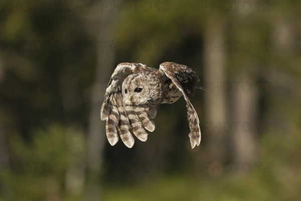 On the hunt... Tawny owl (Strix aluco) in fast flight, flapping flight, flying owl, owl, owlet,