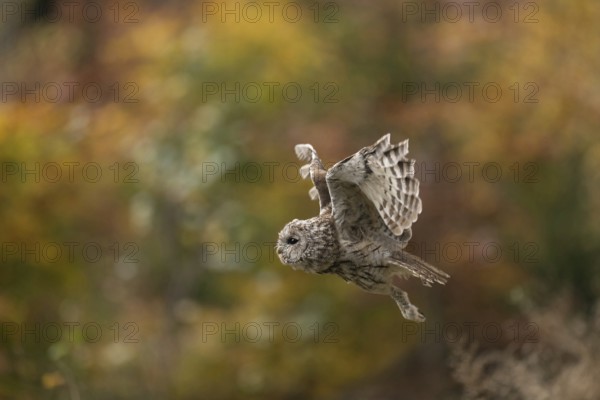 In golden October... Tawny owl (Strix aluco) in flight, flying owl, owl, owlet, side view, autumnal