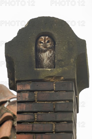 In an old chimney... Tawny owl (Strix aluco), typical picture, sits protected in its nest in an old