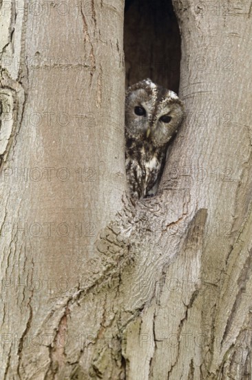 Who's looking... Tawny owl (Strix aluco), native, generally known owl looks out of its natural