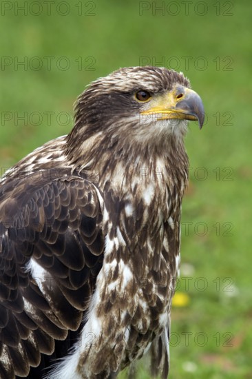 Black chested buzzard, Geranoaetus melanoleucus, Immature female perched on a tree, Close-up,