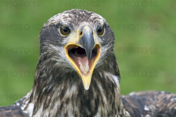 Black chested buzzard, Geranoaetus melanoleucus, Immature female perched on a tre, Open beak,