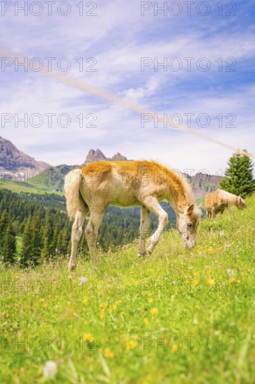 Foal eating grass in a meadow with flowers, surrounded by peaceful nature and mountains, hike to