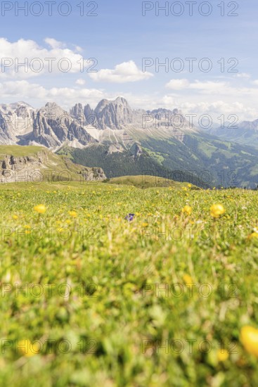 Flower meadow with mountain view, blue sky with scattered clouds, hike to the Schlehrn, Alpe di