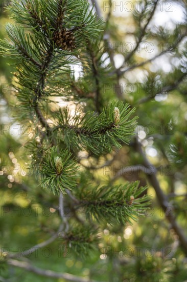 Densely leafy branch in bright sunlight, surrounded by natural bokeh, hike to the Schlehrn, Alpe di