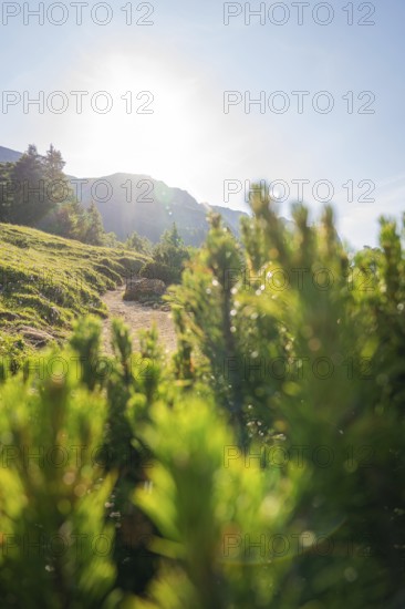Sunbeams bathe mountain path in warm light, surrounded by green bushes, hike to the Schlehrn, Alpe