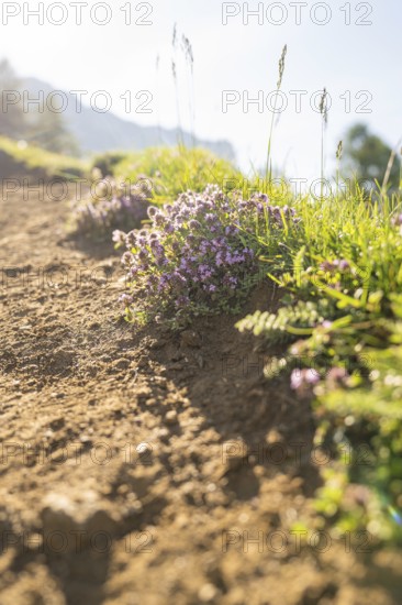 Blooming flowers along a shady gravel path, hike to the Schlehrn, Alpe di Siusi, Dolomites, South