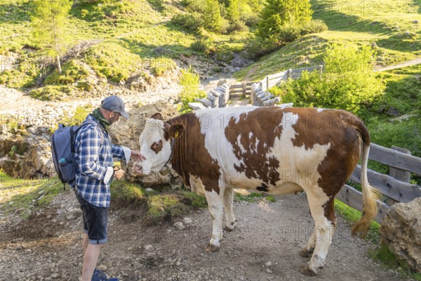 Person encounters a cow on a hiking trail in rural surroundings, hike to the Schlehrn, Alpe di