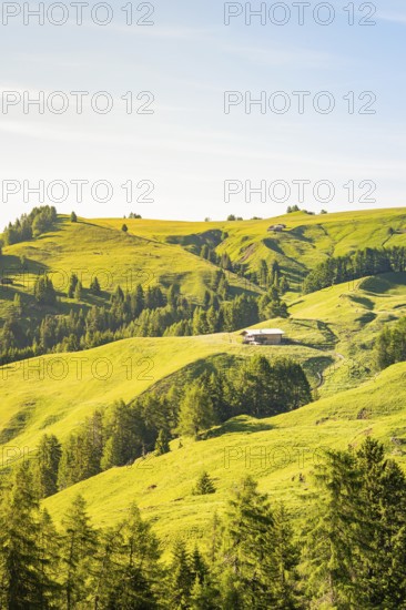 Gentle hills with green vegetation and scattered trees in the morning light, hike to the Schlehrn,