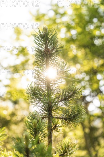 Sunbeams break through dense fir branches and illuminate the surroundings, hike to the Schlehrn,
