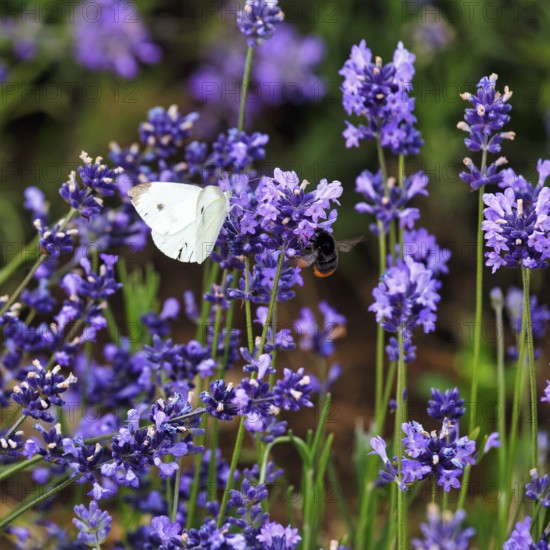 Lavender blossom, Cabbage butterfly (Pieris brassicae), Fromhausen lavender fields, Detmold, East