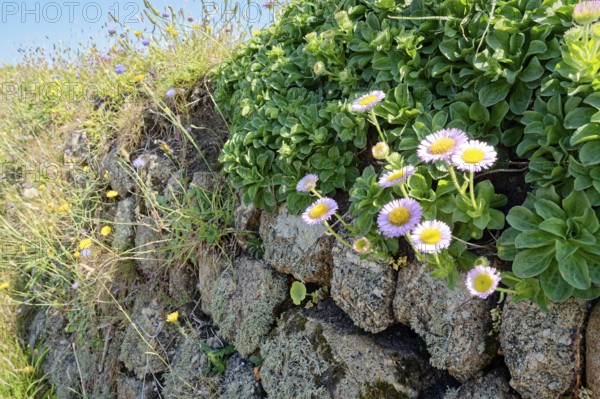 Wallflowers, flowering plants on a stone wall by the roadside at Land's End. Land's End, the tip of