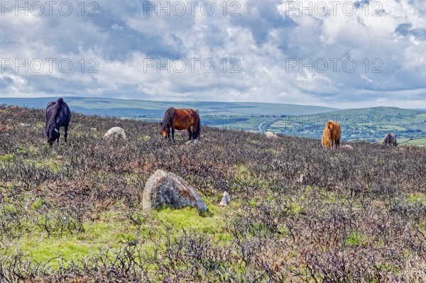 Horses in the grassland around the Top Tor rock hill in Dartmoor National Park in the British