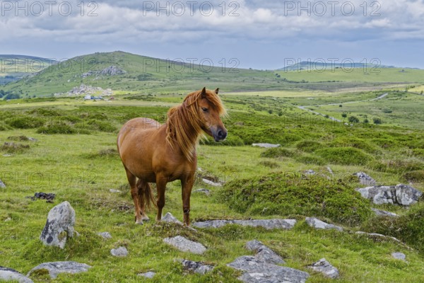 A horse in the grassland around the Top Tor rock hill in Dartmoor National Park in the British