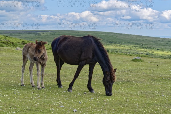 Horses and foals at Haytor Dawn in Dartmoor National Park. Bovey Tracey, Devon, South England,