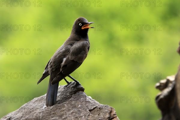 Bicoloured Glossy Starling (Lamprotornis bicolor), adult, on rocks, calling, alert, Mountain Zebra