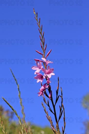 Watsonia borbonica, Cape horn lily, flower, flowering, Kirstenbosch Botanical Gardens, Cape Town,