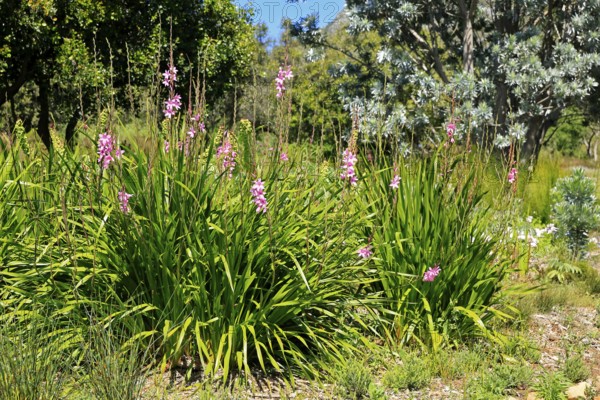 Watsonia borbonica, Cape horn lily, flower, flowering, Kirstenbosch Botanical Gardens, Cape Town,