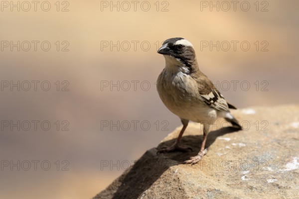 White-browed Weaver (Plocepasser mahali), adult male, on the ground, alert, Mountain Zebra National