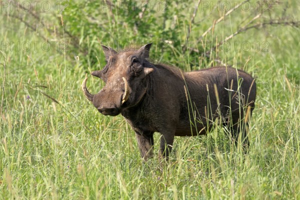 Warthog (Phacochoerus africanus), adult, male, foraging, alert, Kruger, Kruger National Park, South