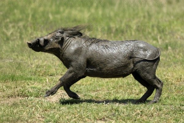 Warthog (Phacochoerus africanus), adult, after mudbath, running, Kruger, Kruger National Park,
