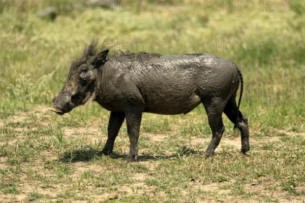 Warthog (Phacochoerus africanus), adult, after mud bath, Kruger, Kruger National Park, South Africa