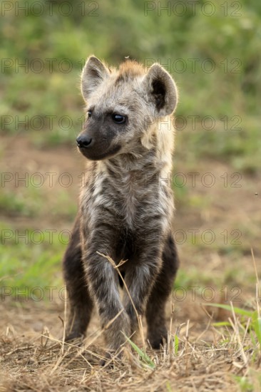 Spotted hyena (Crocuta crocuta), spotted hyena, young animal, alert, curious, Kruger, Kruger
