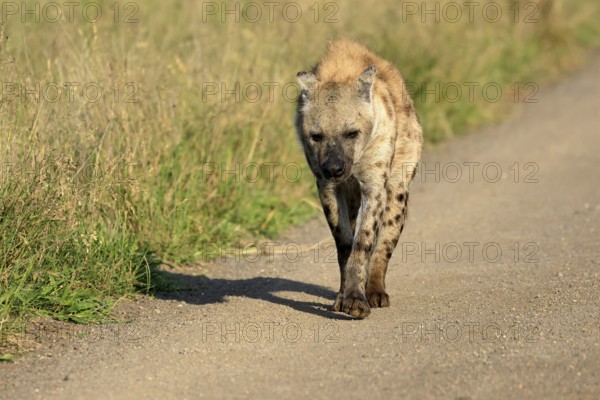 Spotted hyena (Crocuta crocuta), spotted hyena, adult, running, Kruger, Kruger National Park, South