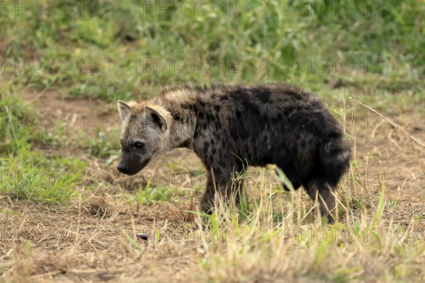 Spotted hyena (Crocuta crocuta), spotted hyena, young animal, alert, curious, Kruger, Kruger