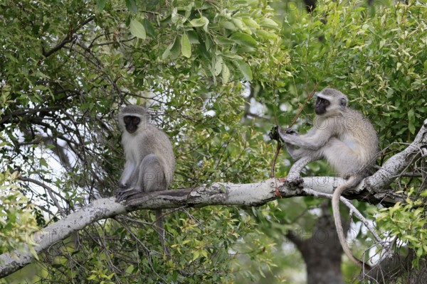 Vervet Monkey (Chlorocebus pygerythrus), adult, sitting, two, tree trunk, Kruger, Kruger National