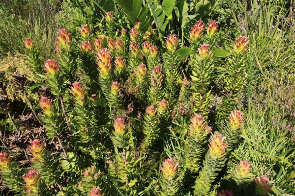Mimetes cucullatus, flower, flowering, shrub, Kirstenbosch Botanical Gardens, Cape Town, South