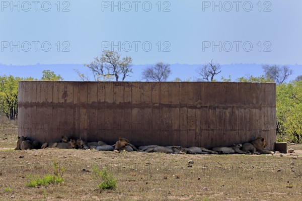 Lion (Panthera leo), adult, group, water tank, shade, cooling, lying, resting, Kruger, Kruger