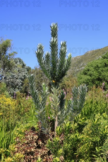 Silver tree (Leucadendron argenteum), flowering, flowers, Kirstenbosch Botanical Gardens, Cape