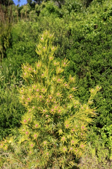 Silver tree (Leucadendron salignum), flowering, flowers, Kirstenbosch Botanical Gardens, Cape Town,