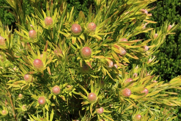 Silver tree (Leucadendron salignum), flowering, flowers, Kirstenbosch Botanical Gardens, Cape Town,