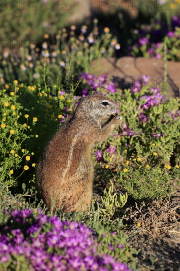 Cape bristle-thighed squirrel (Xerus inauris), adult, alert, standing upright, feeding, flower