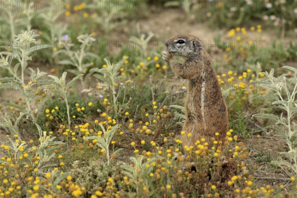Cape bristle-thighed squirrel (Xerus inauris), adult, standing upright, feeding, flower meadow,